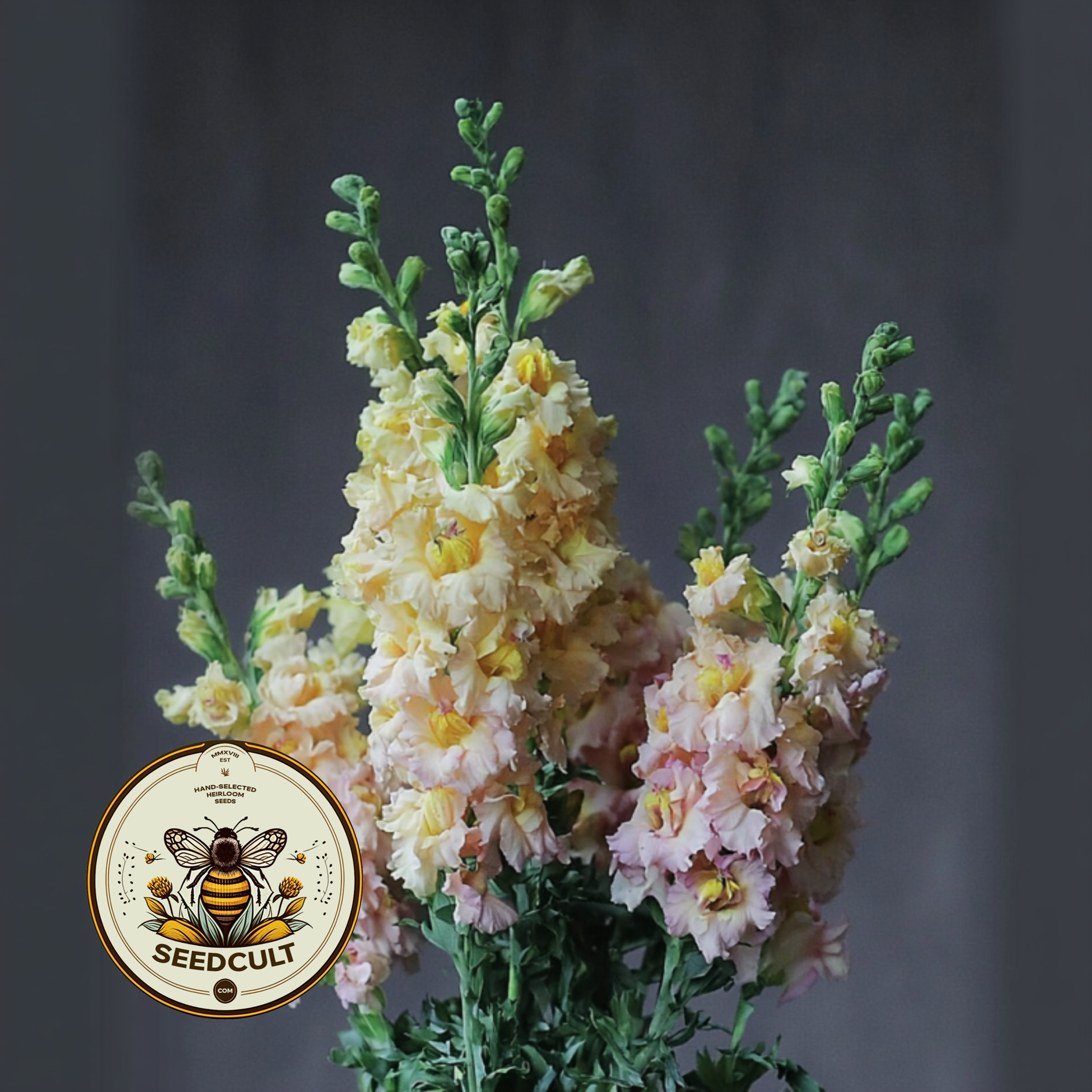 Snapstar Champagne Snapdragon Seeds, Antirrhinum majus AN7525