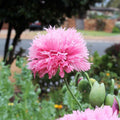 Rare Cotton Candy Poppy, Double Fringed Seeds, Papaver Laciniatum, Certified Organic PS063CR