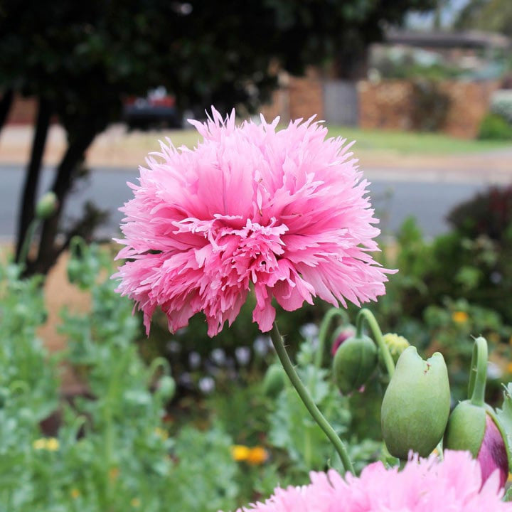 Rare Cotton Candy Poppy, Double Fringed Seeds, Papaver Laciniatum, Certified Organic PS063CR