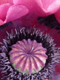 Hens and Chicks Poppy Seeds, Ornamental Poppy PS113CR