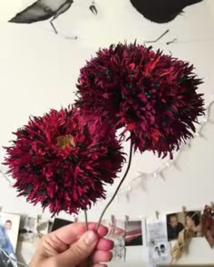 Black Swan Poppy Seeds PS043CR