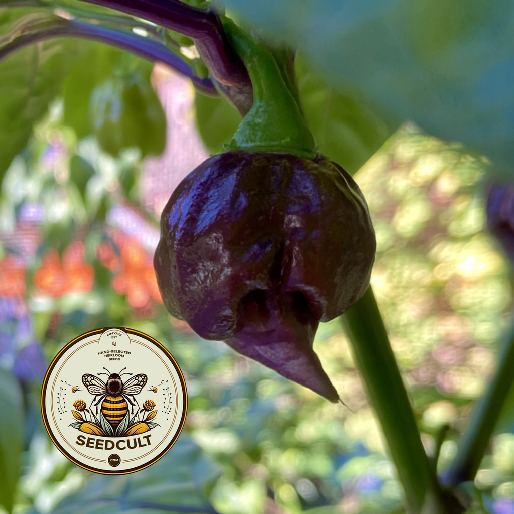 Purple Death Pepper Seeds, Capsicum chinense CH4805