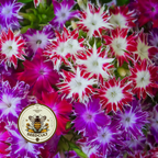 Twinkle Mix Phlox Seeds, Phlox drummondii PH5550