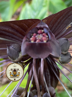Black Bat Flower Seeds, Tacca chantrieri TC0205