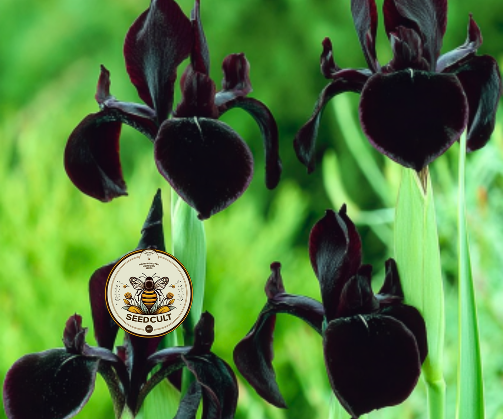 Black Gold Iris Seeds, Iris chrysographes IR0310