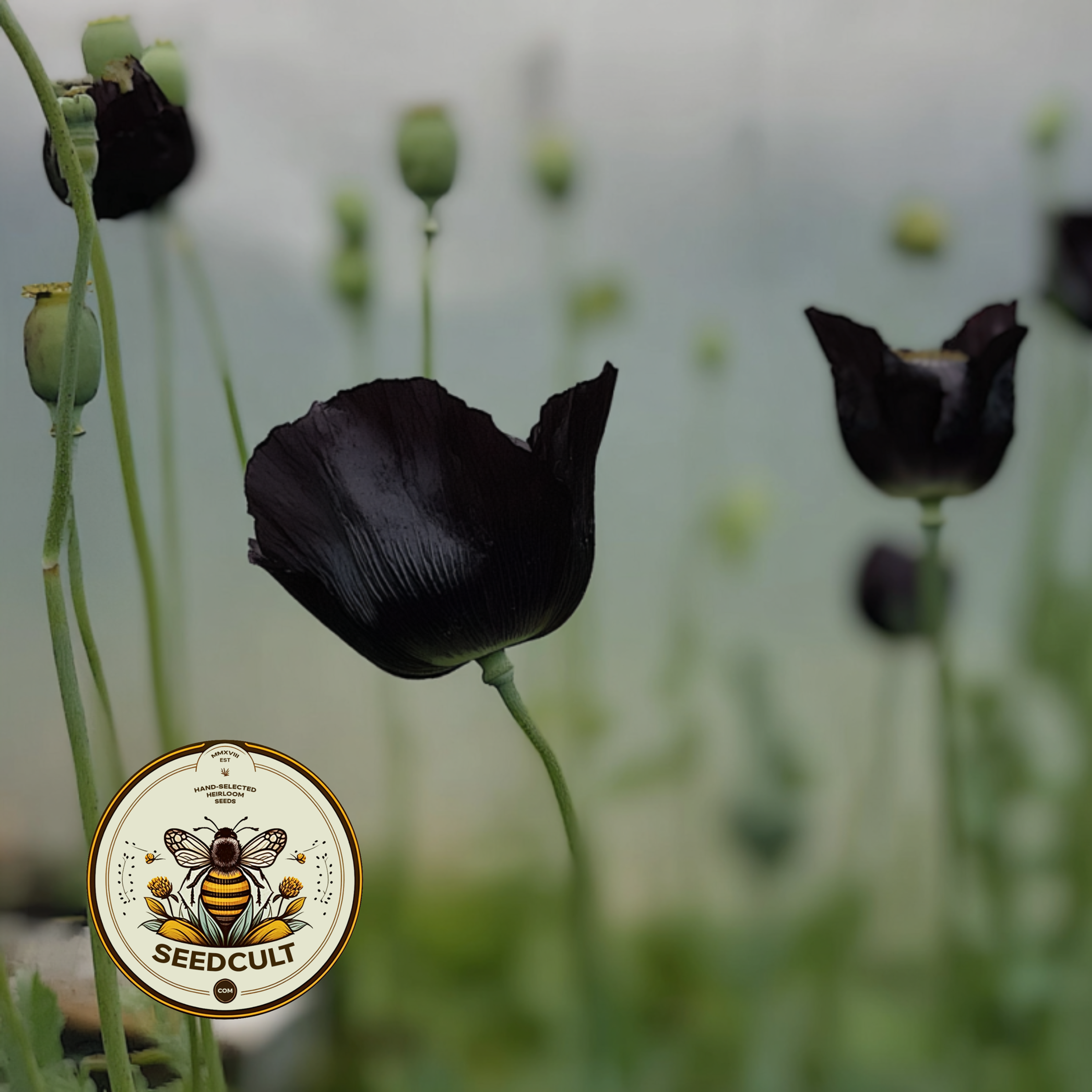 Black Magic Poppy Seeds, Papaver macrostomum PM6025