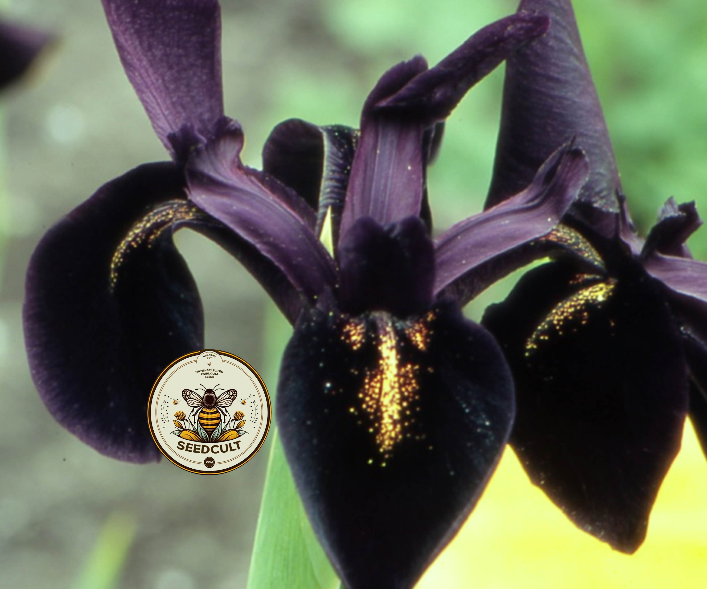 Black Gold Iris Seeds, Iris chrysographes IR0310