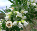 Tagasaste Seeds, Chamaecytisus palmensis CY8025