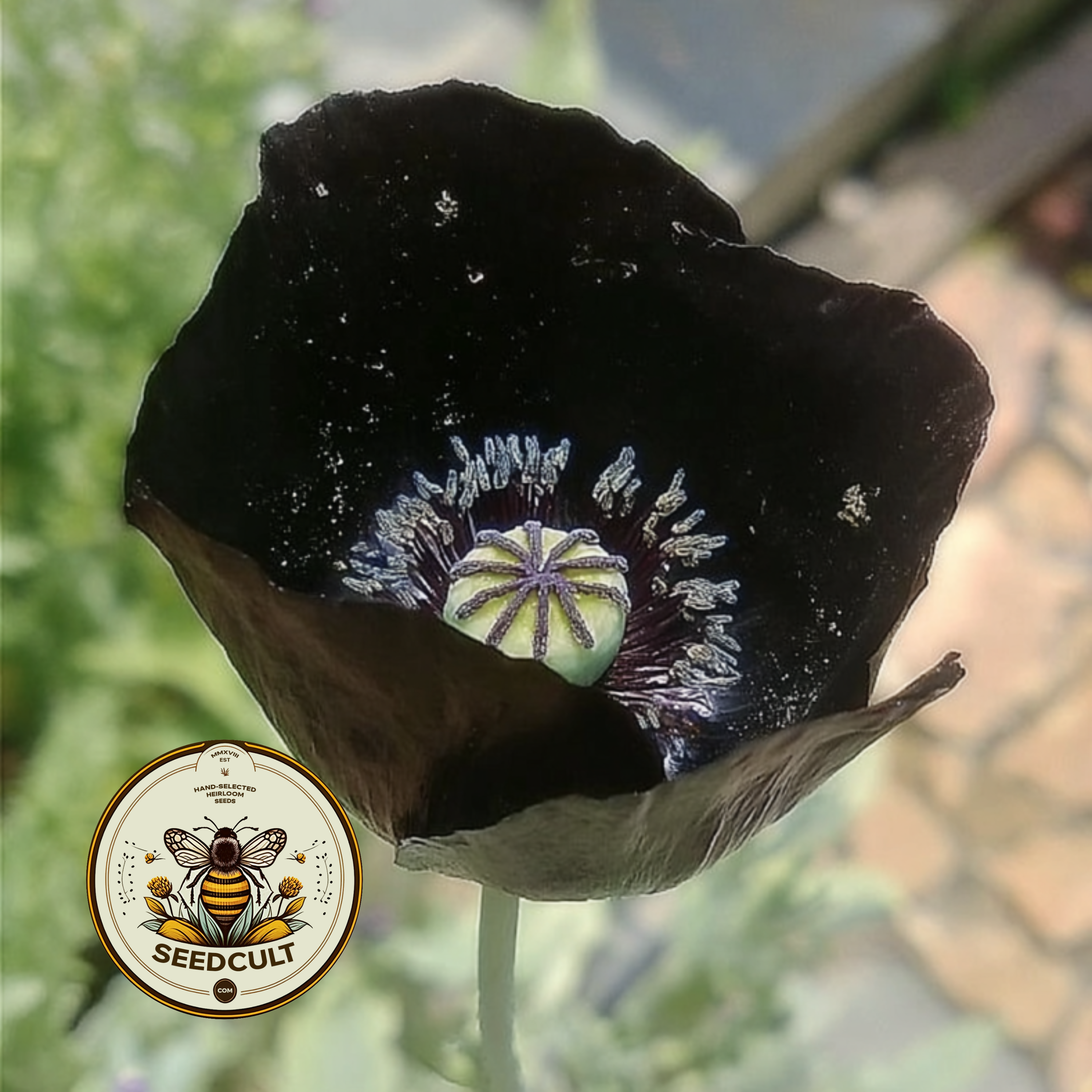 Black Magic Poppy Seeds, Papaver macrostomum PM6025