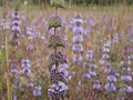 Pennyroyal Seeds, Mentha Pulegium, Purple Flowering Medicinal Plants
