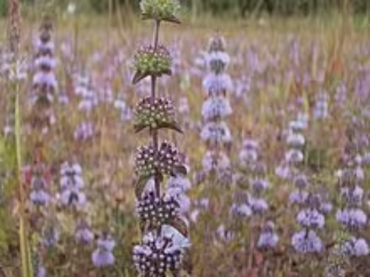 Pennyroyal Seeds, Mentha Pulegium, Purple Flowering Medicinal Plants