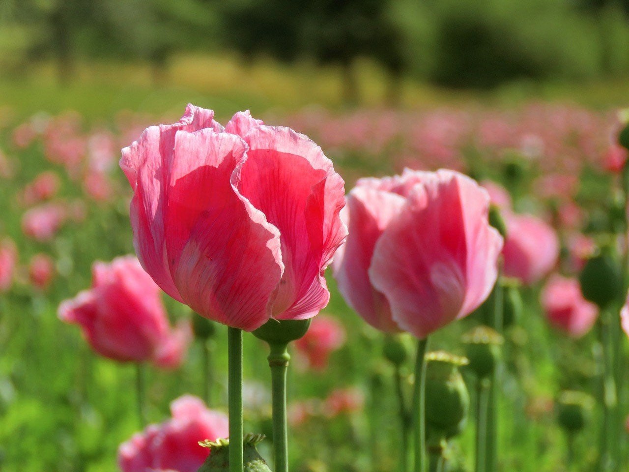 Queens Poppy Seeds, Pink and White, Tulip Like, PS221CR
