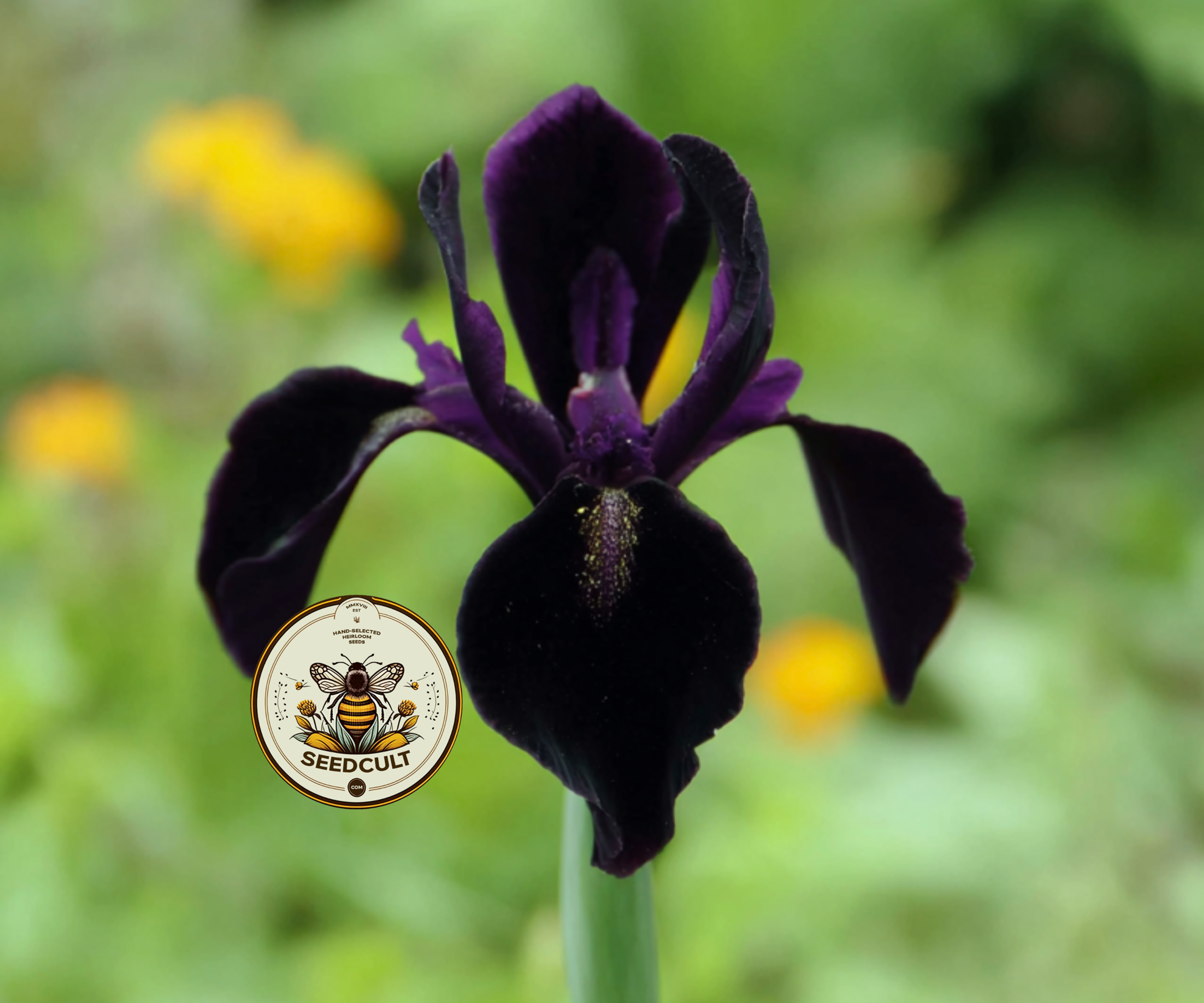 Black Gold Iris Seeds, Iris chrysographes IR0310