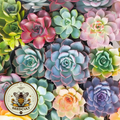 Mixed Echeveria SEEDS, Huge variety of species with vibrant coloring, EH5020
