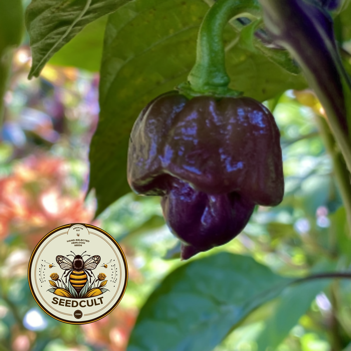 Purple Death Pepper Seeds, Capsicum chinense CH4805
