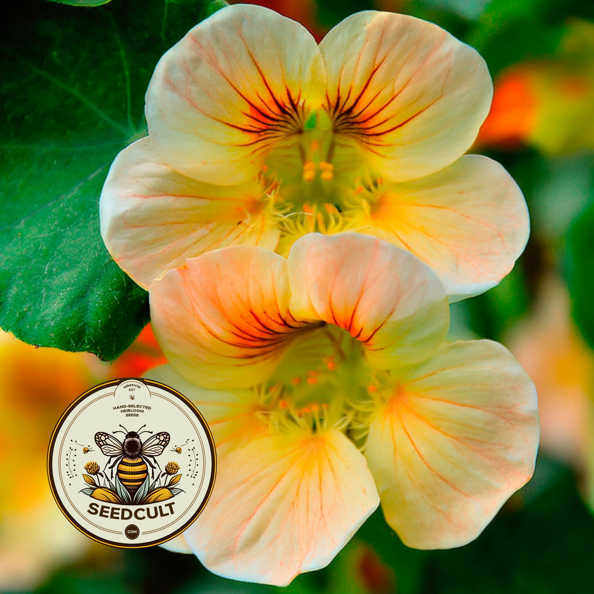 Peach Melba Nasturtium Seeds, Tropaeolum majus TR0825