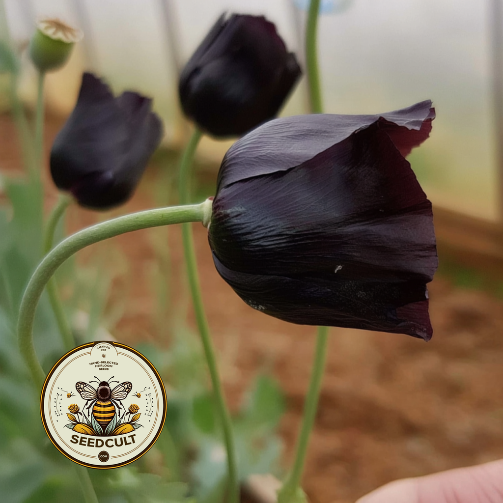 Black Magic Poppy Seeds, Papaver macrostomum PM6025