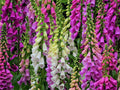 Foxglove Seeds, Rainbow Mix, Digitalis, DI801M