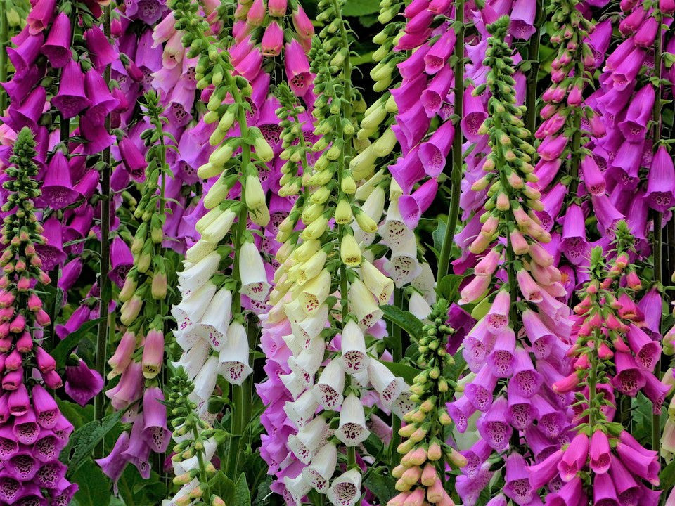 Foxglove Seeds, Rainbow Mix, Digitalis, DI801M
