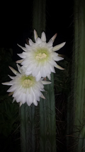 Peruvian Torch Cactus, Trichocereus Peruvianus var Rio Lurin