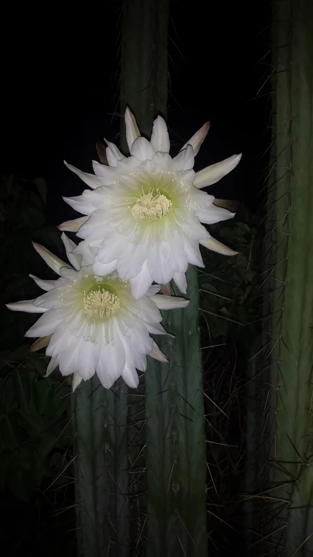 Peruvian Torch Cactus, Trichocereus Peruvianus var Rio Lurin