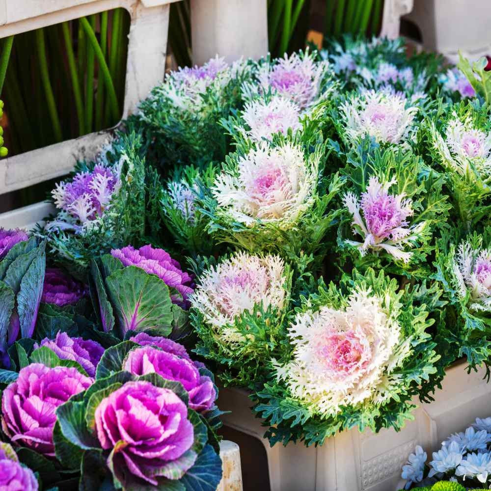 50 Mix Ornamental Kale and Cabbage Rainbow Seeds, Rainbow Assortment, Brassica Oleracea BR1150