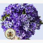 Sugar Stars Phlox Seeds, Phlox drummondii PH5450