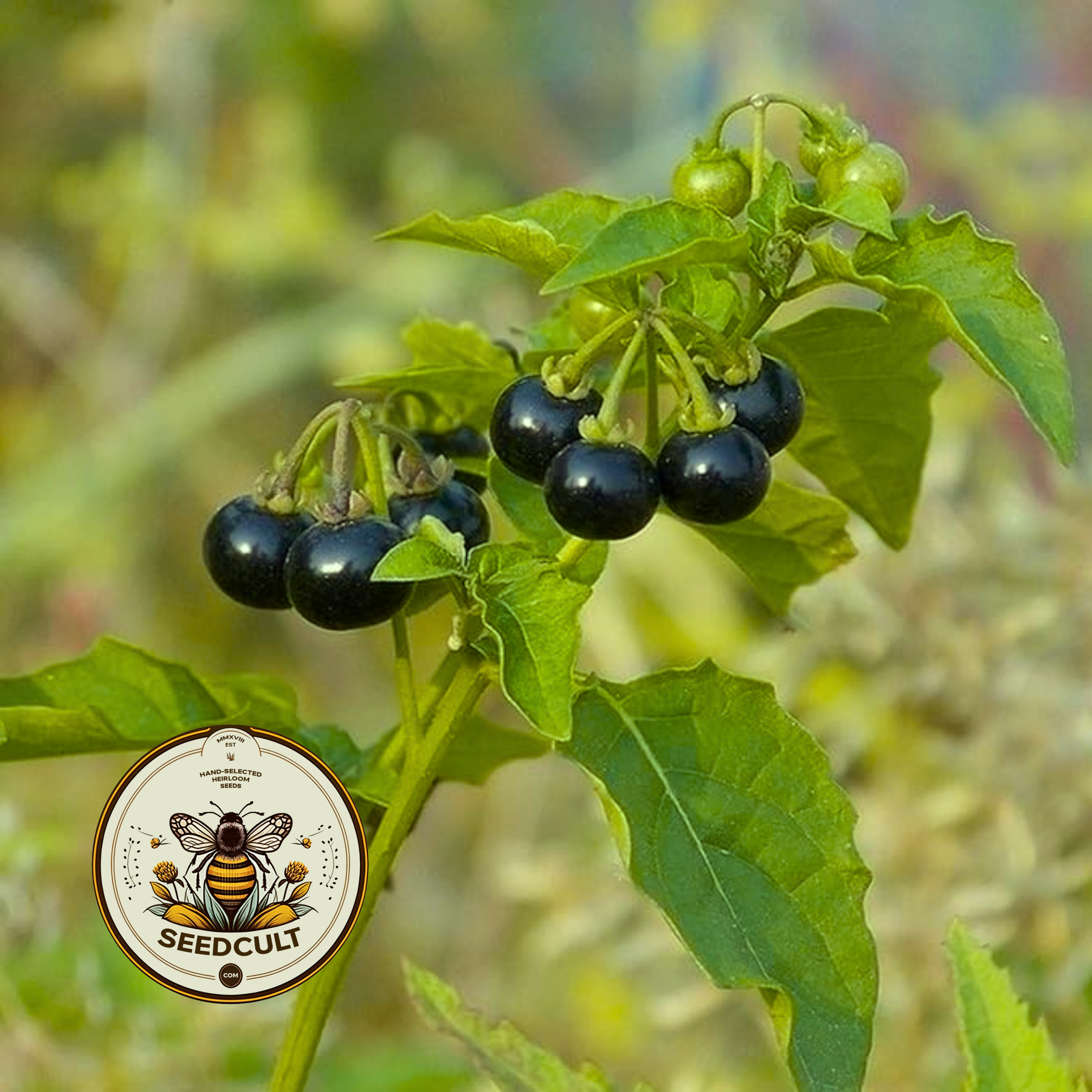 Black Nightshade