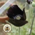 Black Magic Poppy Seeds, Papaver macrostomum PM6025