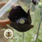 Black Magic Poppy Seeds, Papaver macrostomum PM6025