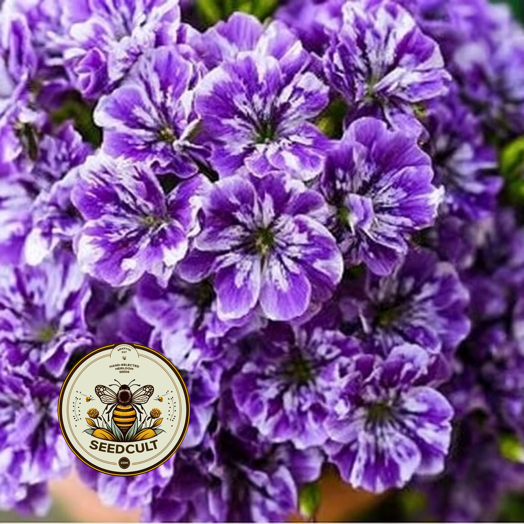 Sugar Stars Phlox Seeds, Phlox drummondii PH5450