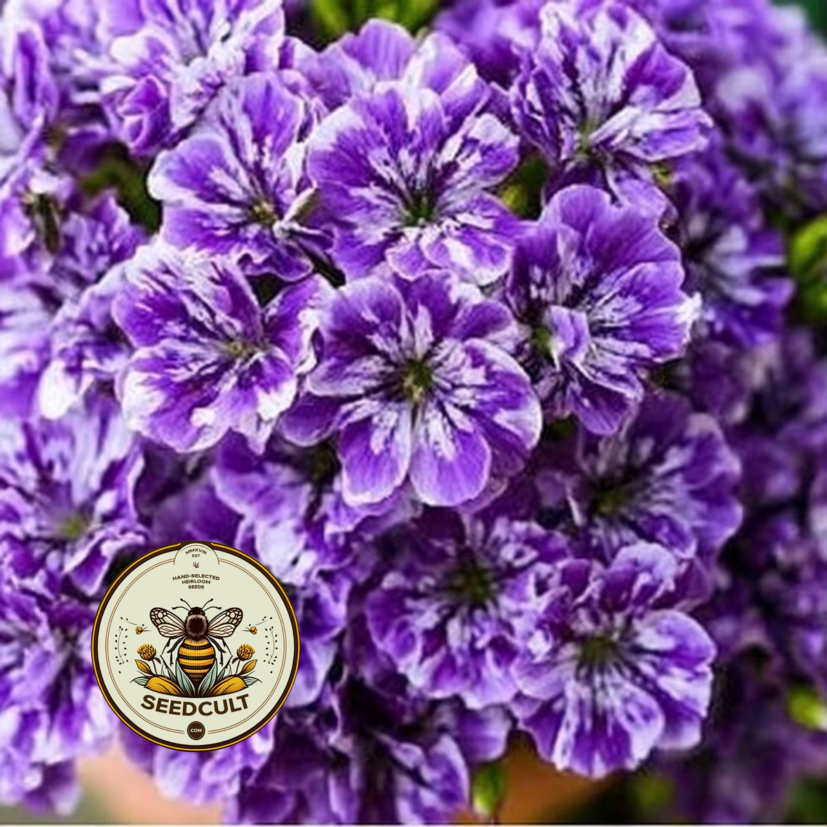 Sugar Stars Phlox Seeds, Phlox drummondii PH5450