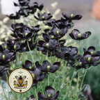 Black Magic Poppy Seeds, Papaver macrostomum PM6025
