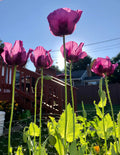 1000 Hungarian Blue Poppy Seeds, PS281MR