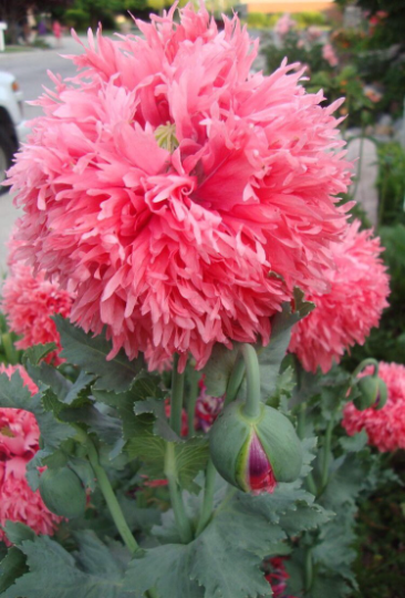 Rare Pink Venus Poppy Seeds, Large Double Fringed, PS201CR