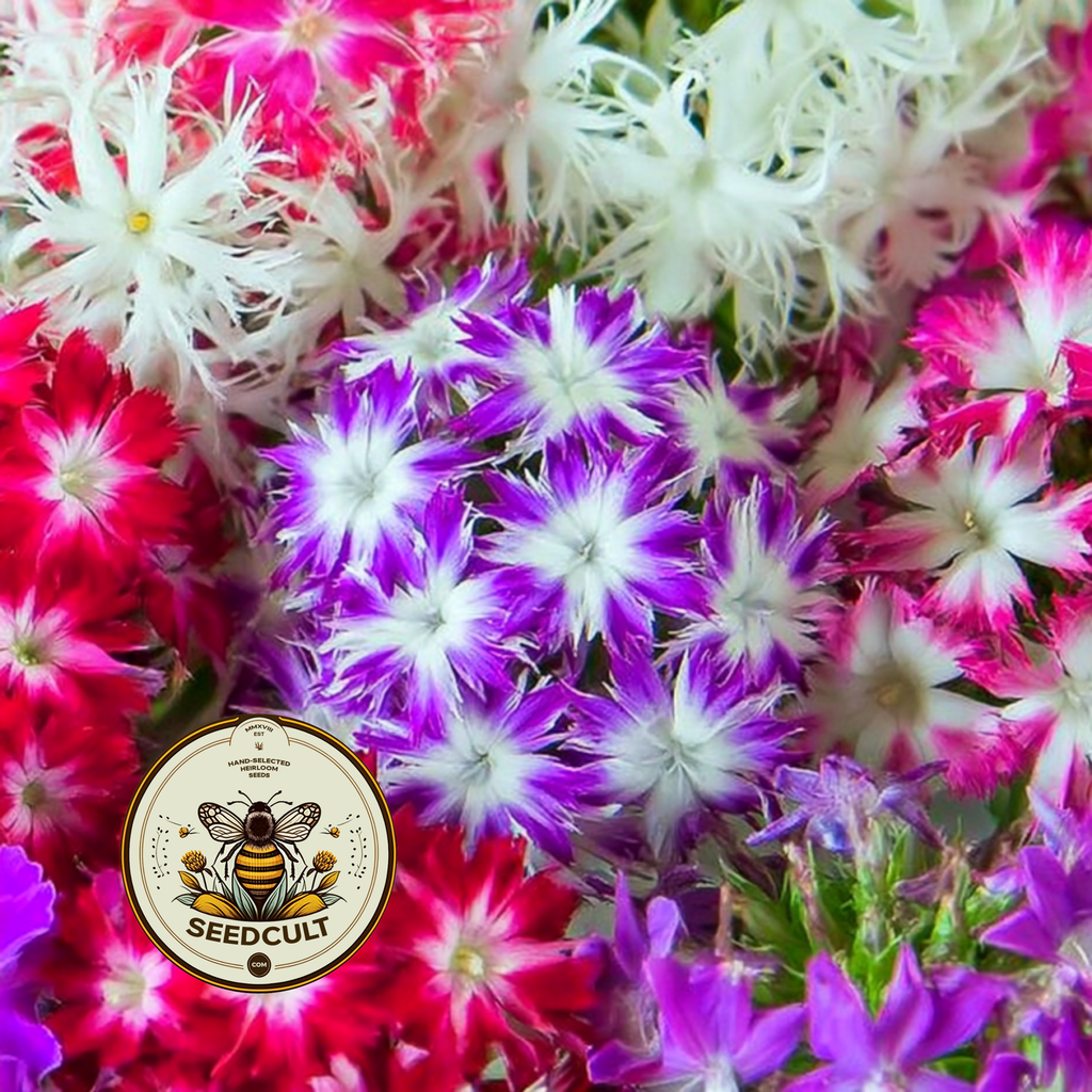 Twinkle Mix Phlox Seeds, Phlox drummondii PH5550