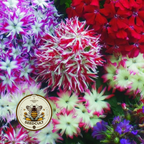 Twinkle Mix Phlox Seeds, Phlox drummondii PH5550