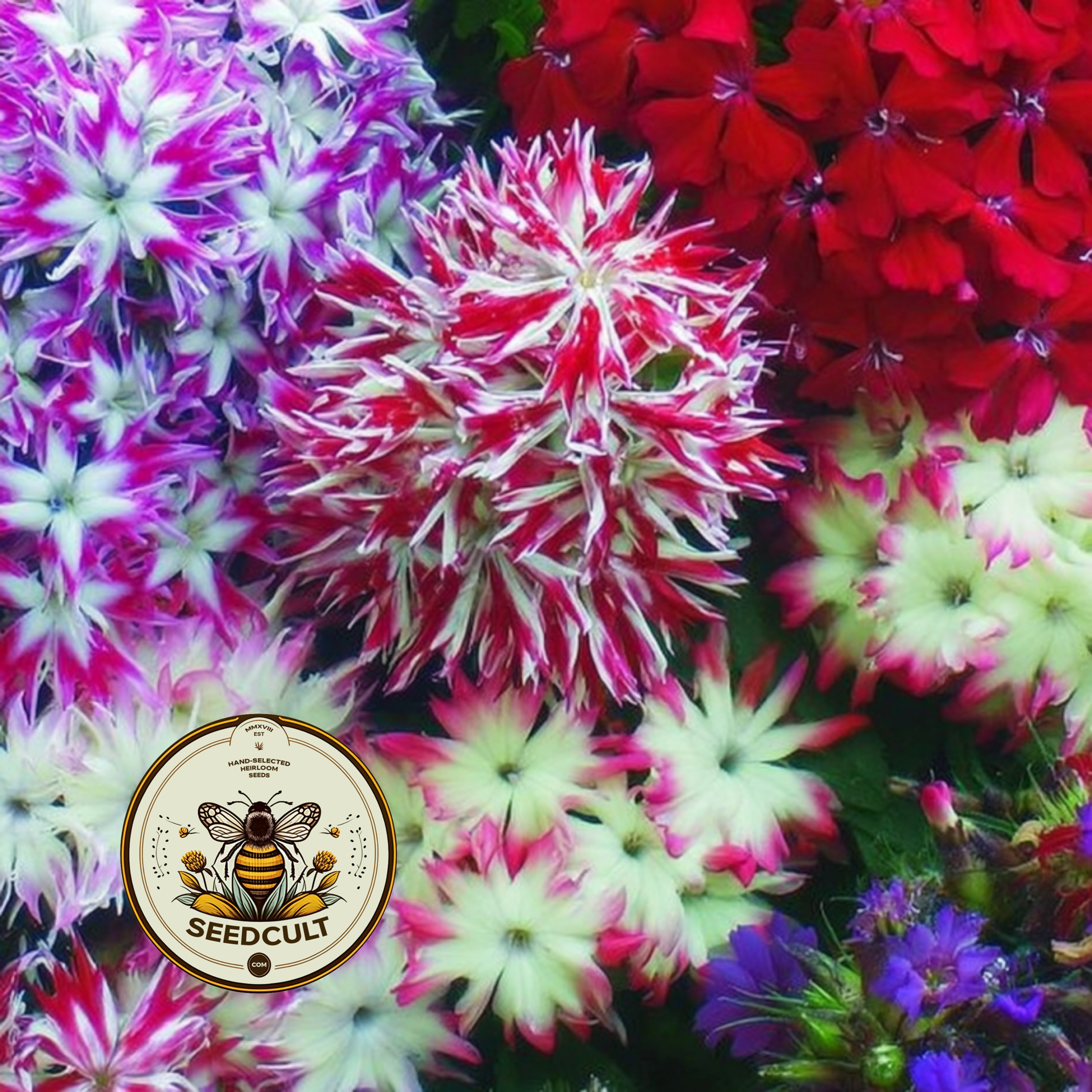 Twinkle Mix Phlox Seeds, Phlox drummondii PH5550