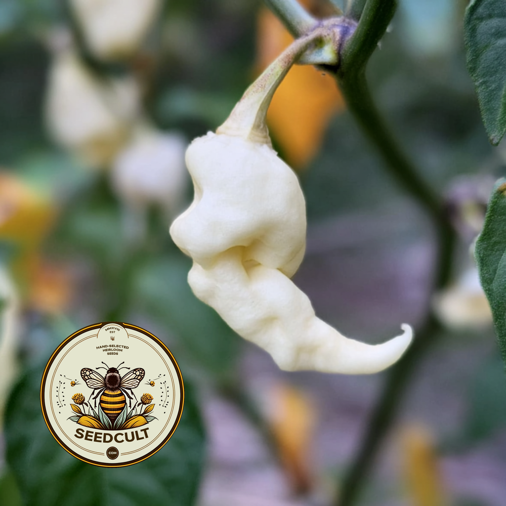 Jays White Ghost Scorpion Pepper Seeds, Capsicum chinense CH4905