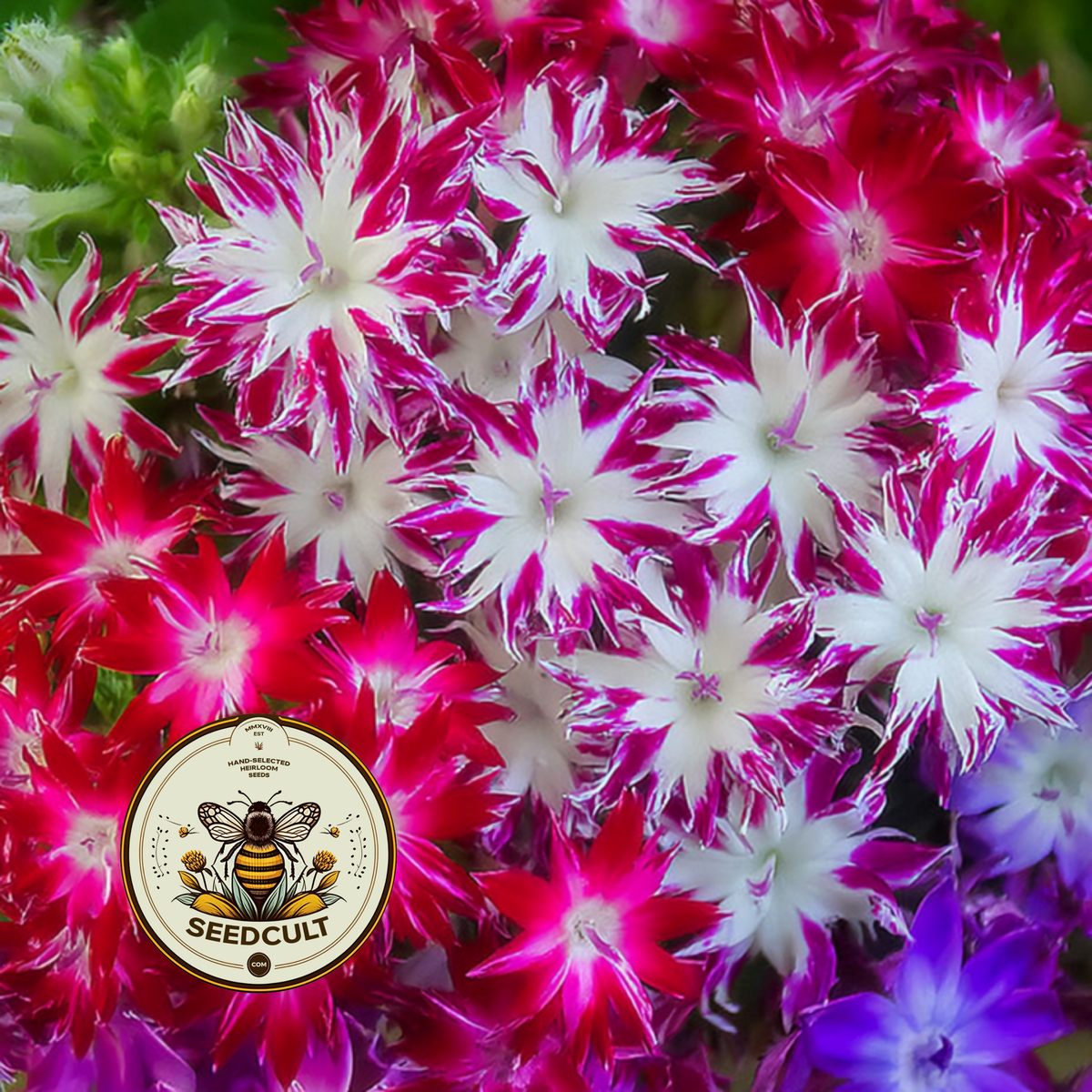 Twinkle Mix Phlox Seeds, Phlox drummondii PH5550