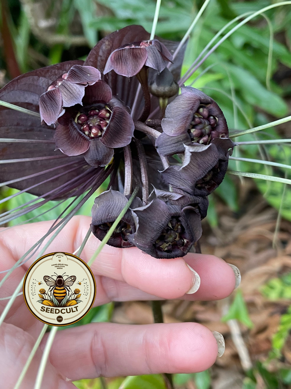 Black Bat Flower Seeds, Tacca chantrieri TC0205