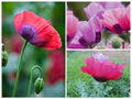 Pepperbox Mix Poppy Seeds, poppies PS163CR