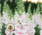 Potomac Appleblossom Snapdragon Seeds, Antirrhinum majus AN7625P
