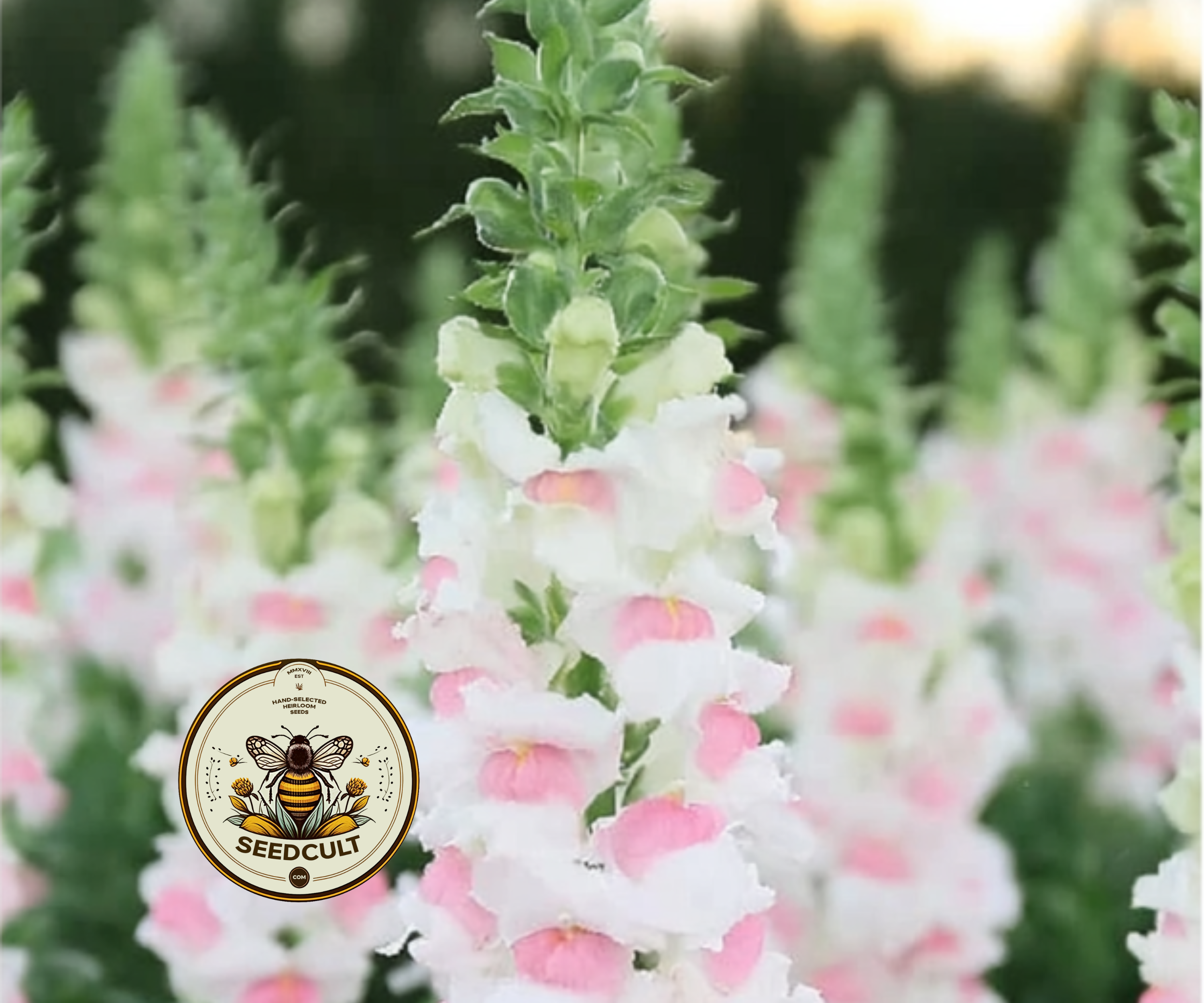 Potomac Appleblossom Snapdragon Seeds, Antirrhinum majus AN7625P