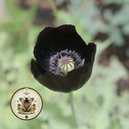 Black Magic Poppy Seeds, Papaver macrostomum PM6025