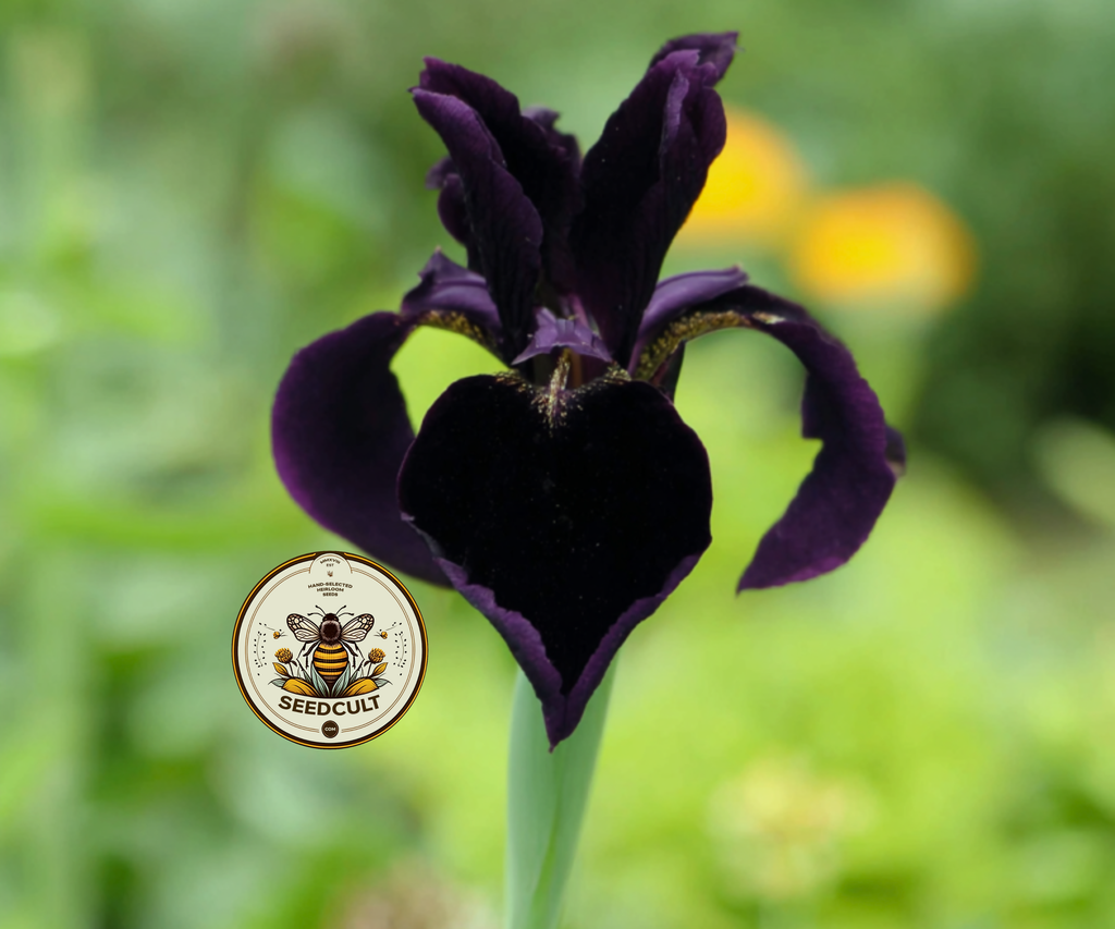 Black Gold Iris Seeds, Iris chrysographes IR0310