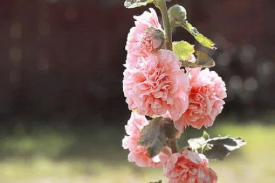 Peaches N’ Dreams Double Hollyhock Seeds, Alcea Rosea AL8320