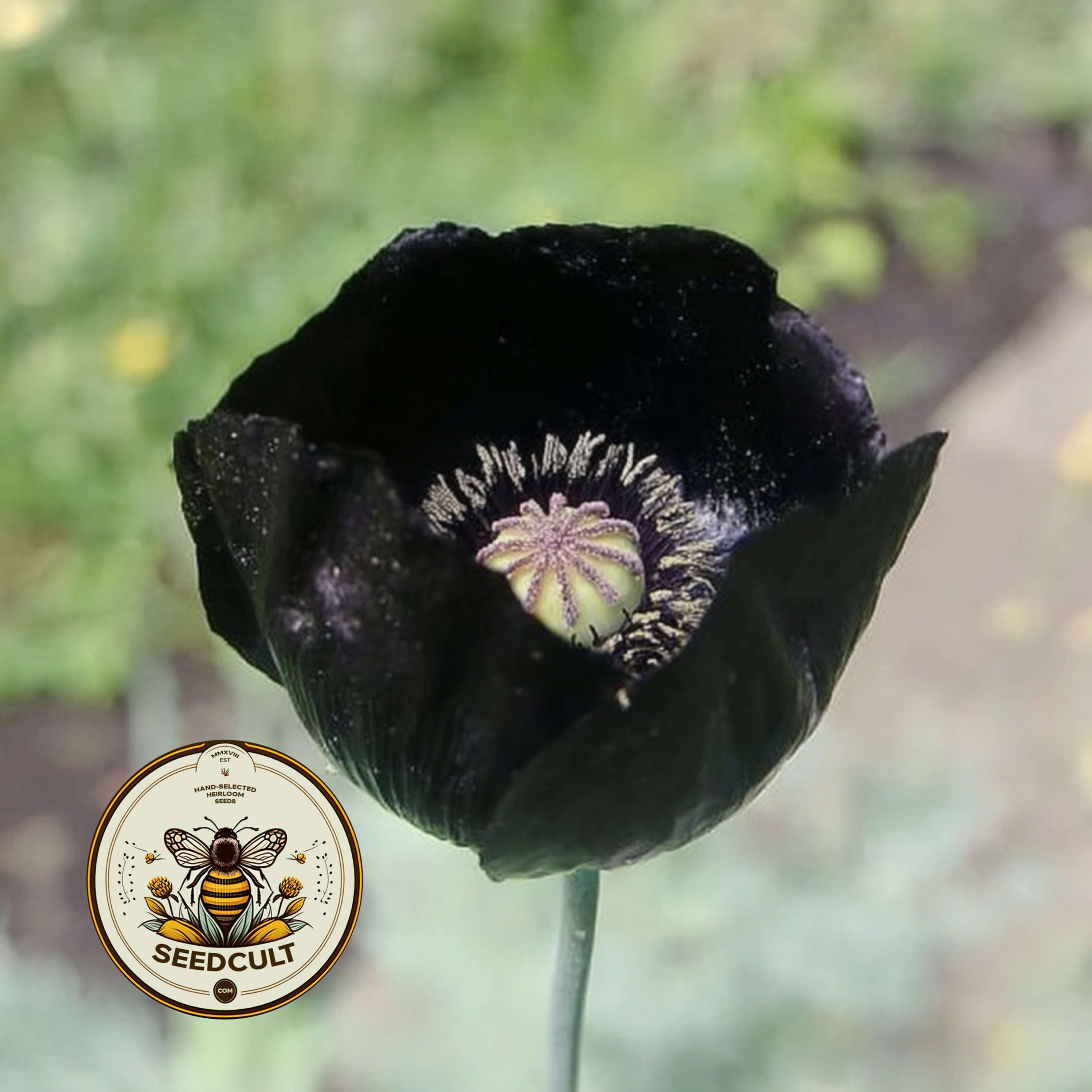 Black Magic Poppy Seeds, Papaver macrostomum PM6025