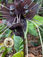 Black Bat Flower Seeds, Tacca chantrieri TC0205