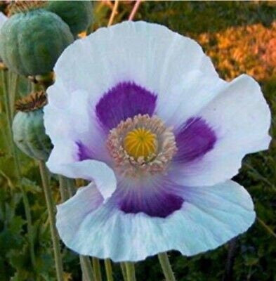 Blue Moon Poppy Seeds, Ornamental Poppies, PS053CR